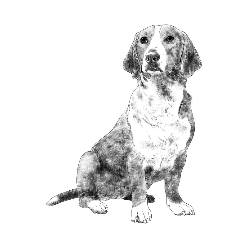 Sitting Westphalian Dachsbracke Dog