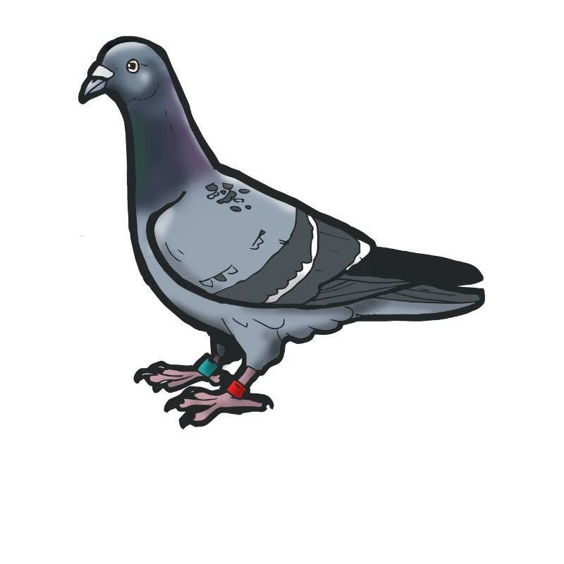 Comic Lustige Taube Vogel Geschenkidee Brieftaube