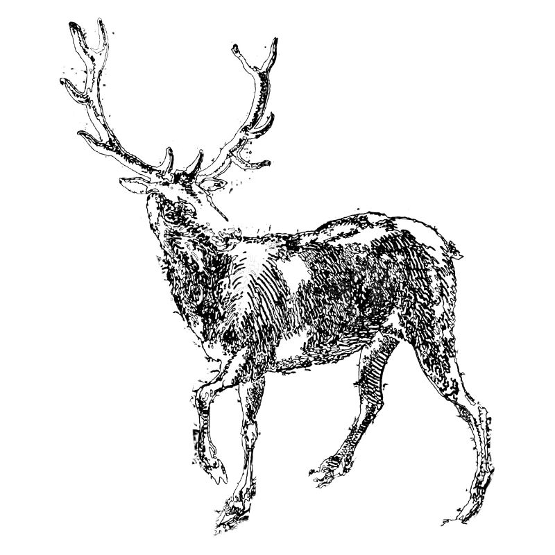 Hirsch schwarz