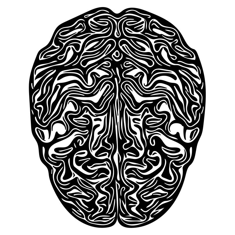 Cerveau - Vector anatomique