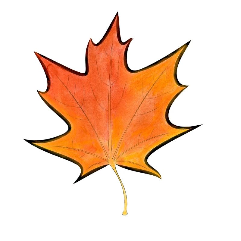 Maple leaf