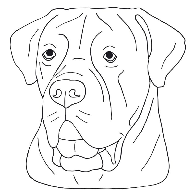 Cane Corso
