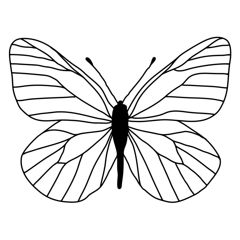 Butterfly white