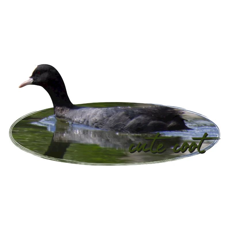 Blässhuhn Wasservogel Vogel