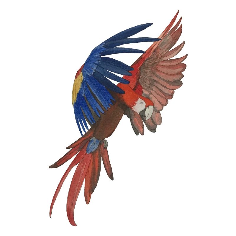 flying macaw parrot macaw