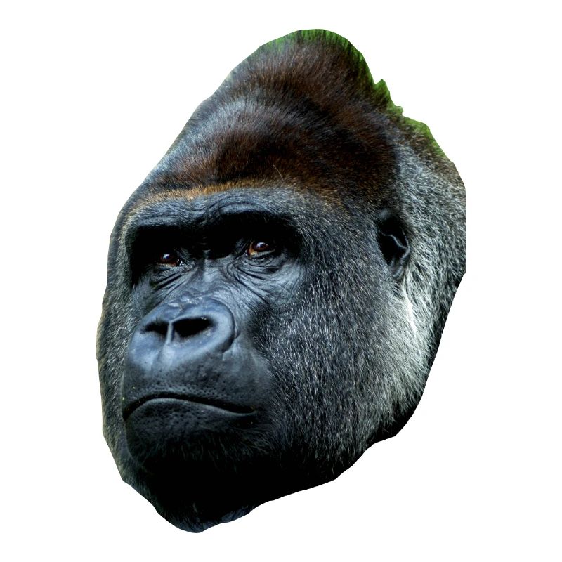 Gorilla cool simple