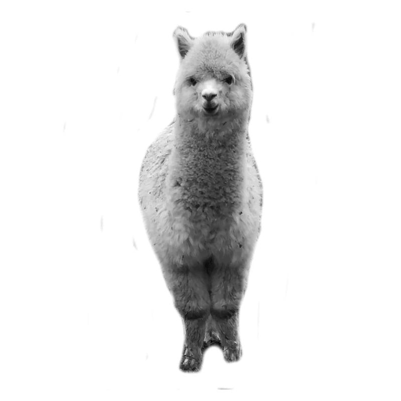 alpaca | Alpacas
