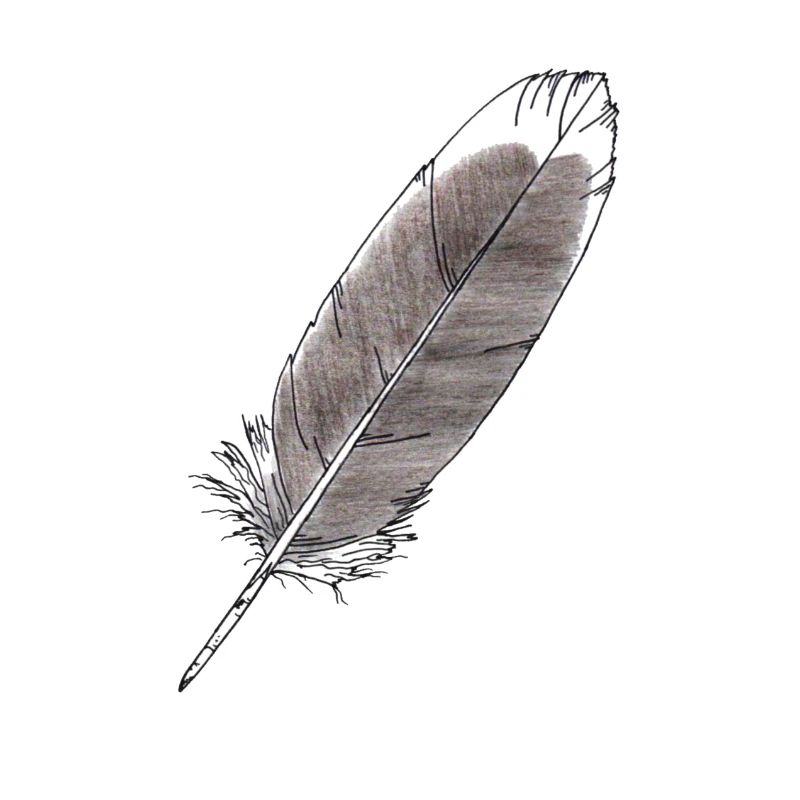 Feder Grau Handgezeichnet (Graugans)