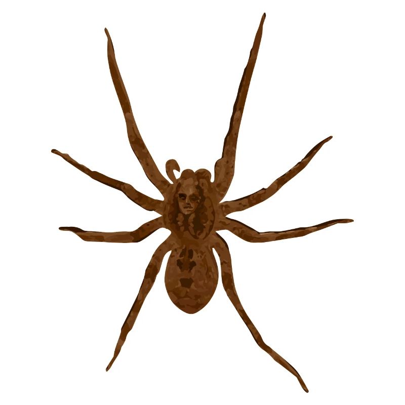 Nosferatu Spinne | Zoropsis spinimana
