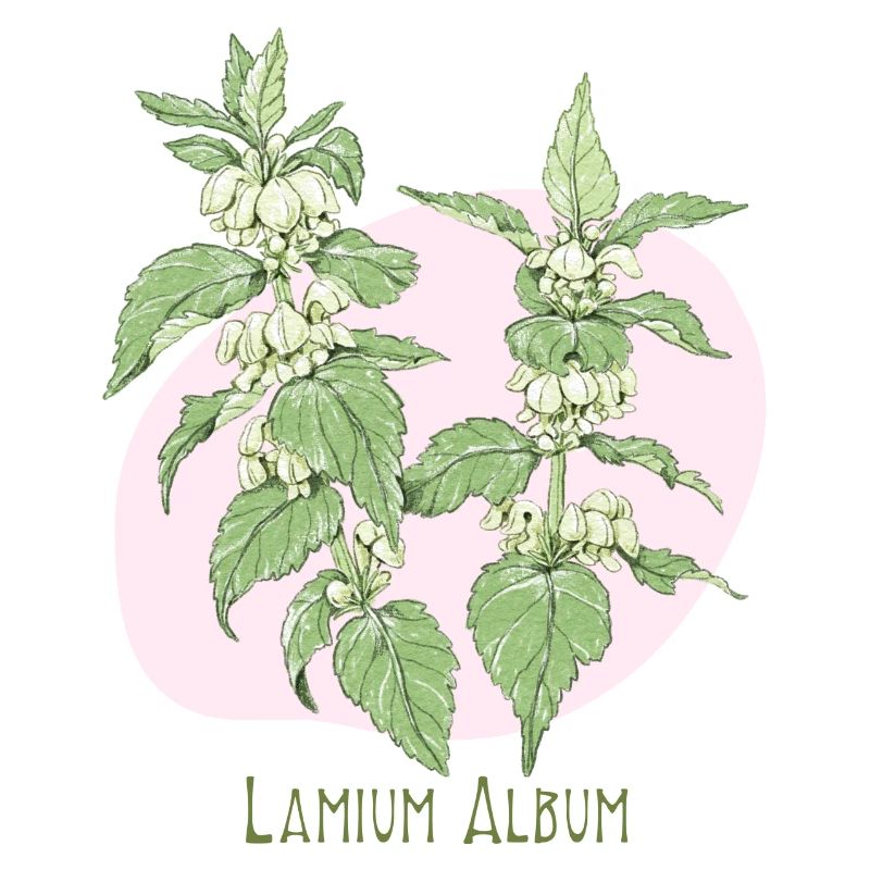 Light white botanical drawing