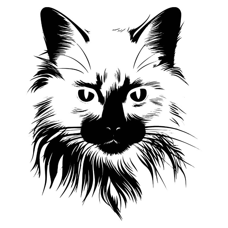 Chat, Motif De Chat