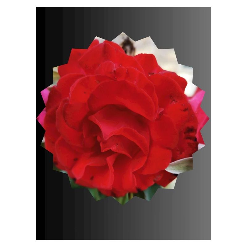 Rose en forme de soleil