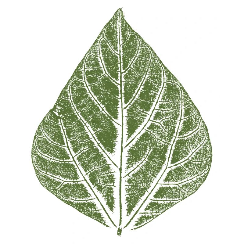 Leaf Bean