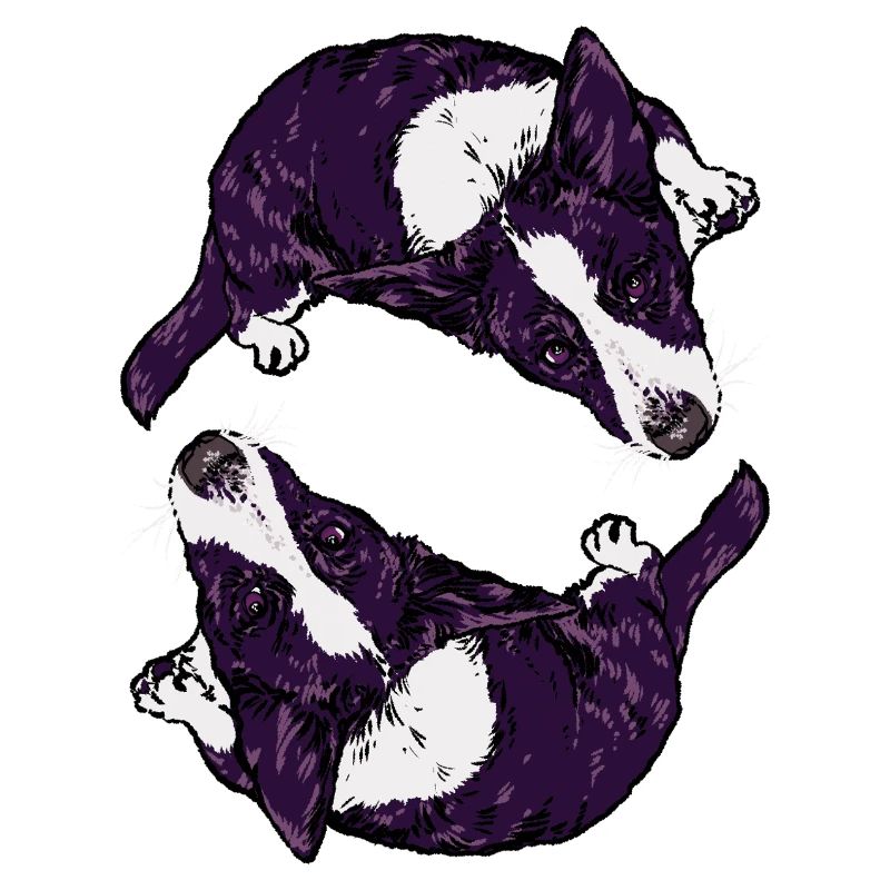Corgis