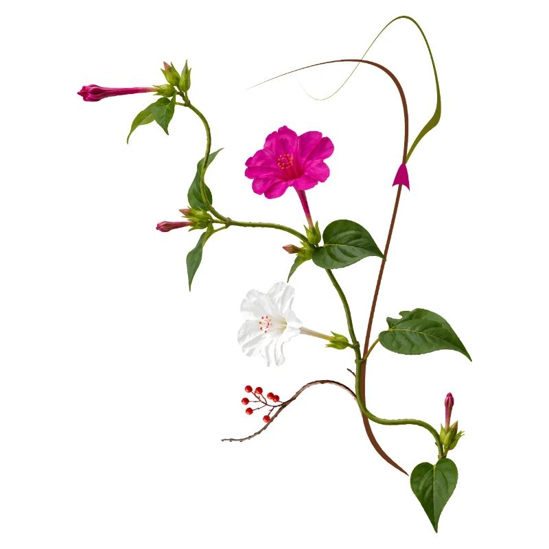 Fleur Miraculeuse Zen Blossoms Design