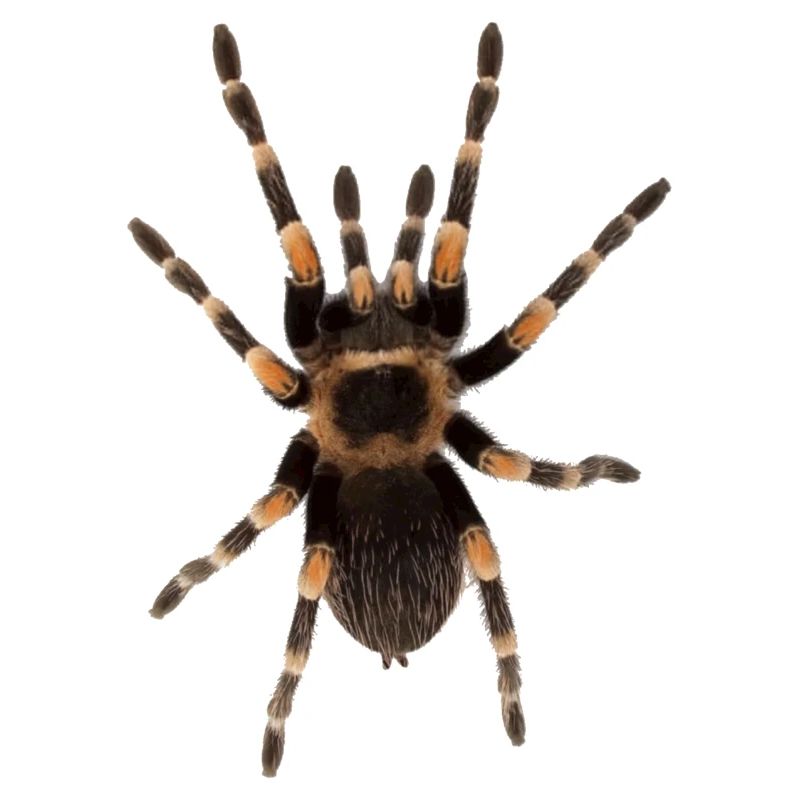 Spider