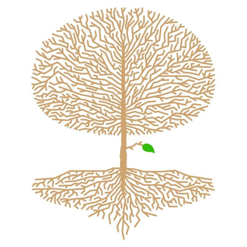 Deciduous Tree Crown Forest Oak Beech Nature Branch Hope