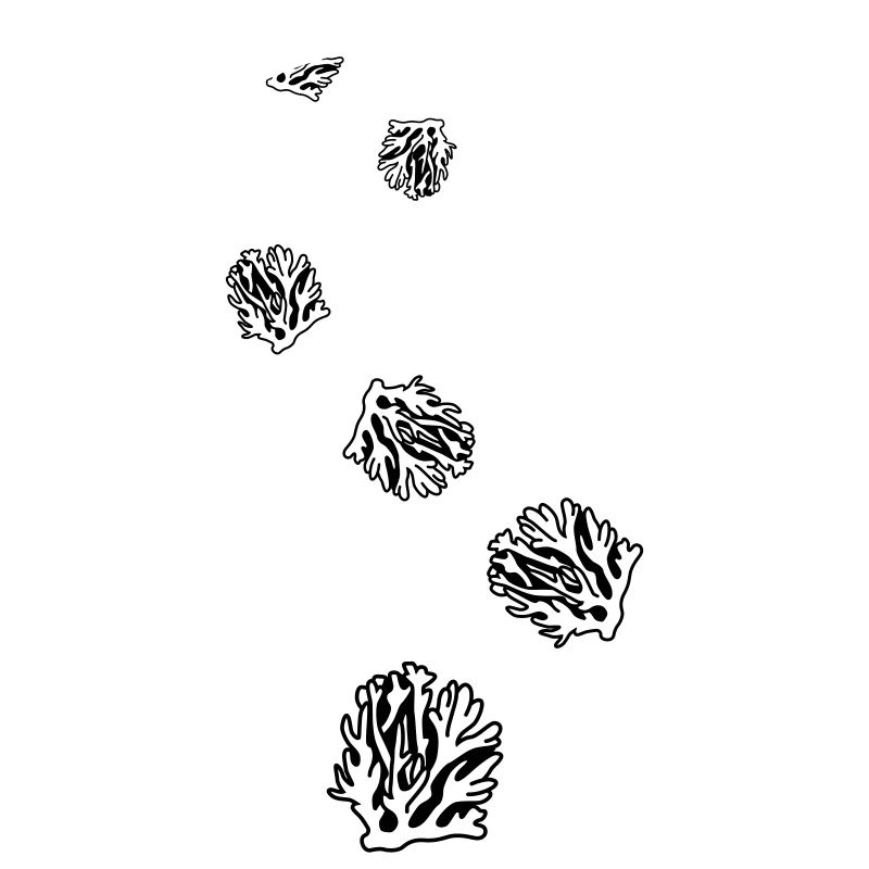 Océan de corail