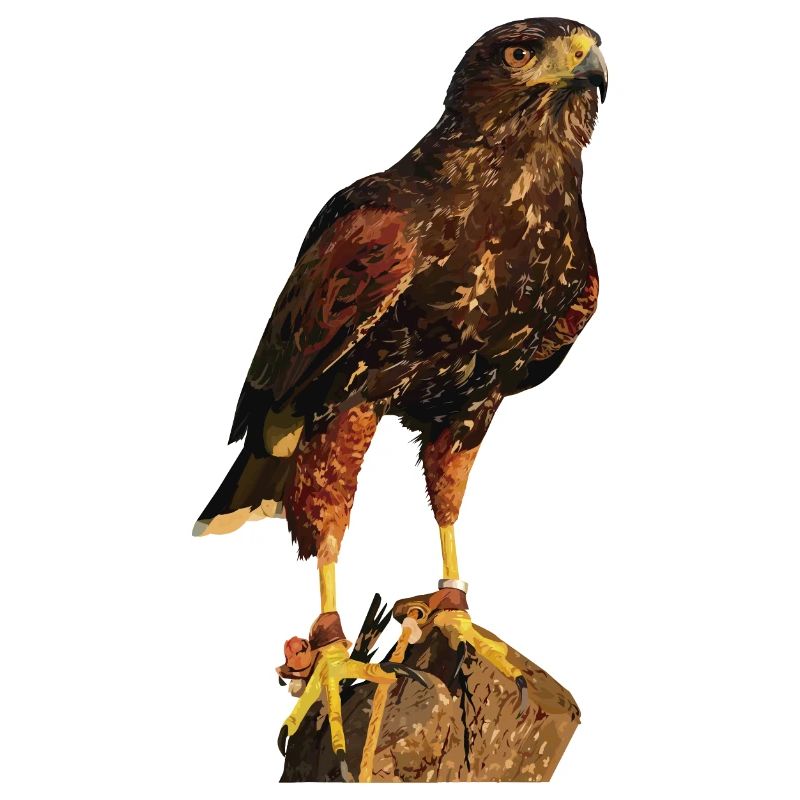 Reddish-reddish hawk