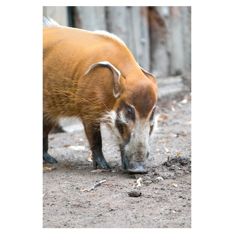 bush pig or red river hog