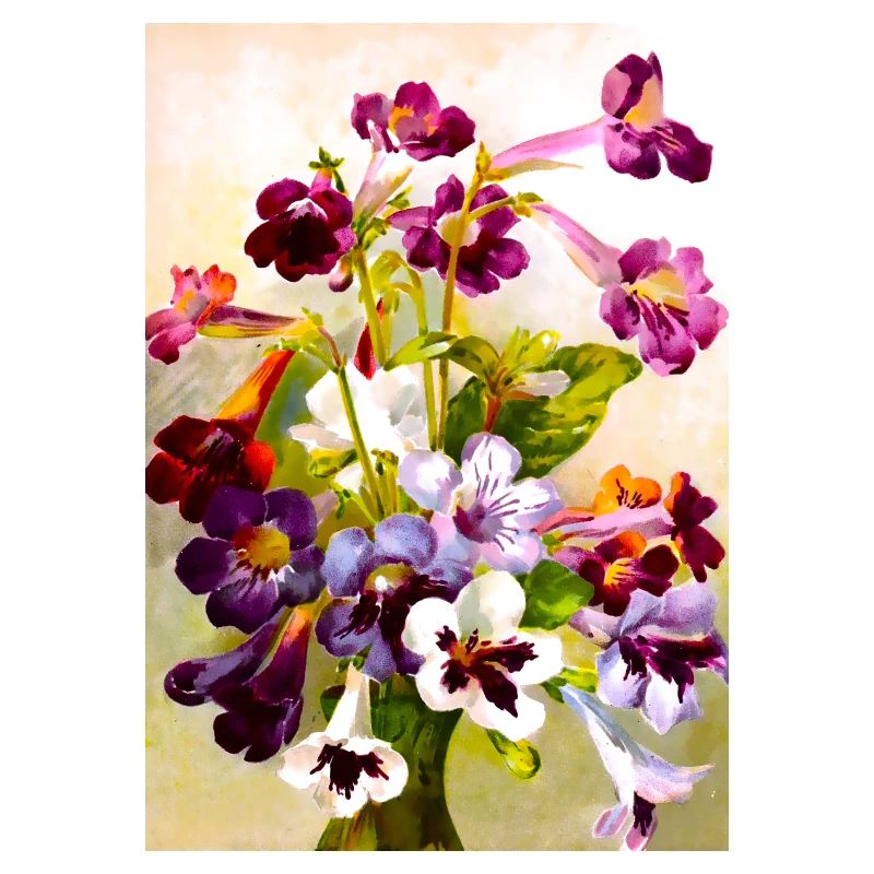 Violettes