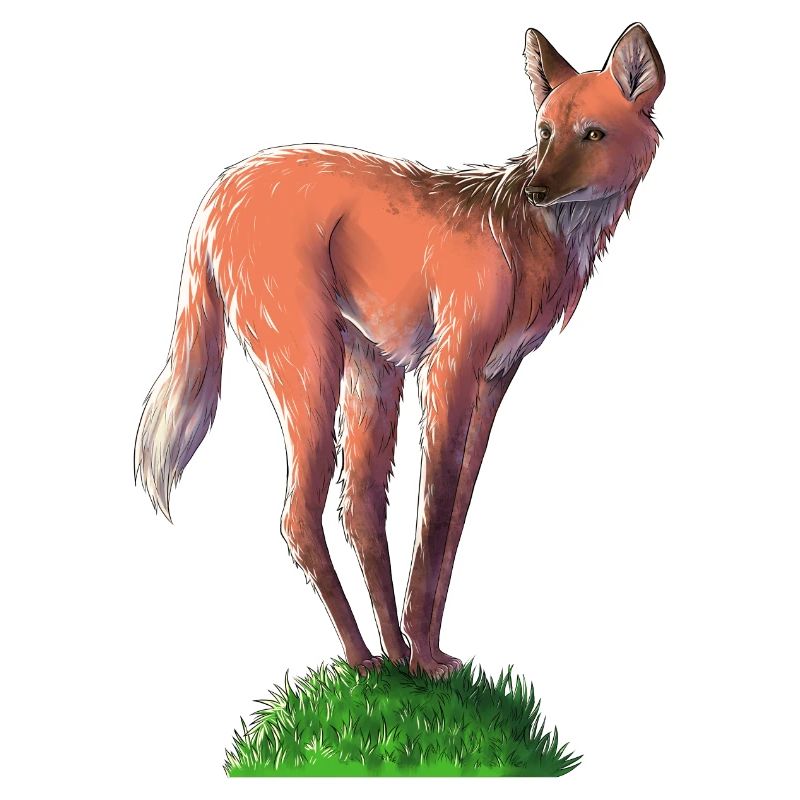 Mähnenwolf auf Hügel | Hund | Fuchs | Wolf