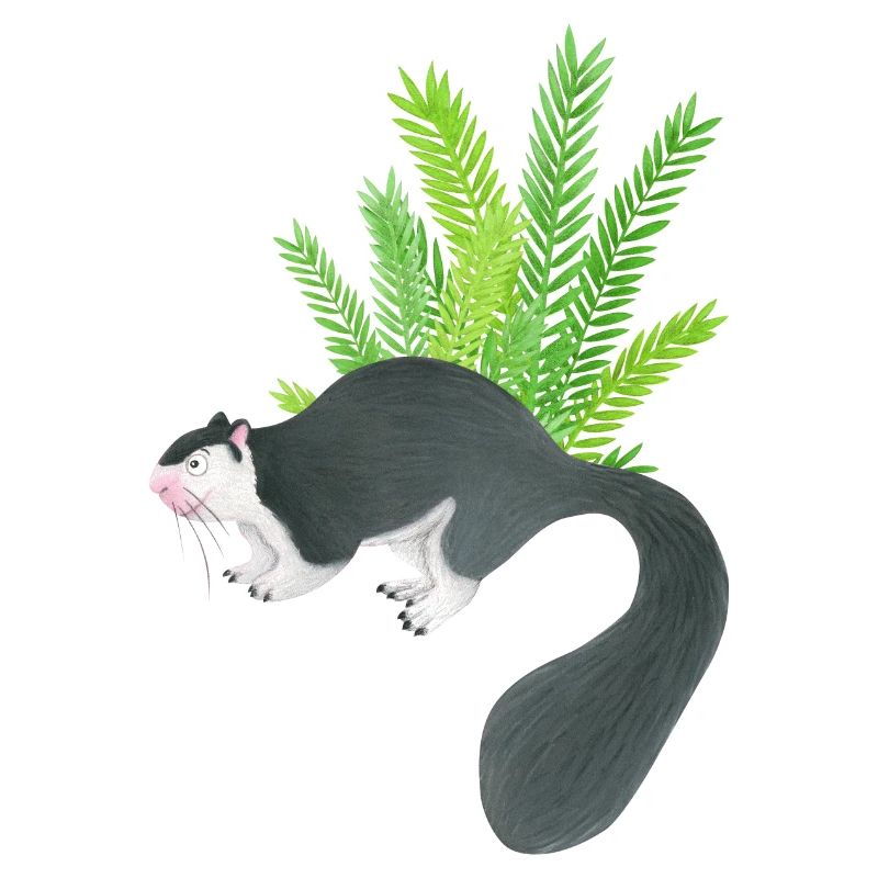 Écureuil géant du Sri Lanka