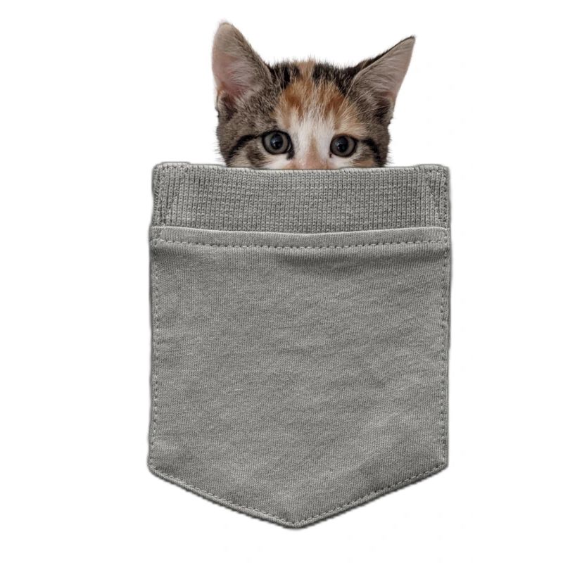 Katze in der Tasche - Ein Kätzchen blickt durch