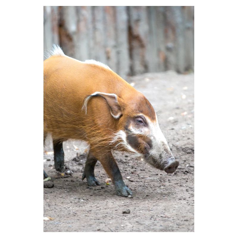 Buschschwein oder Rotflussschwein Pinselohrschwein