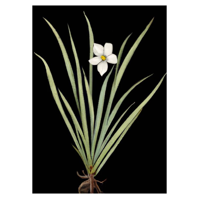 Frontlicht Blume