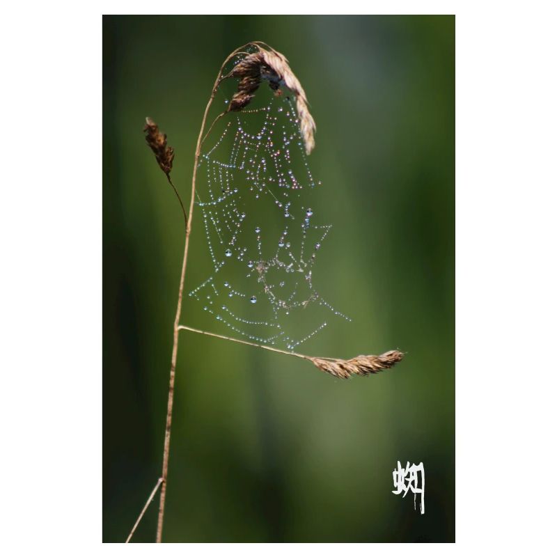 Spider Web, Dew & White Kumo