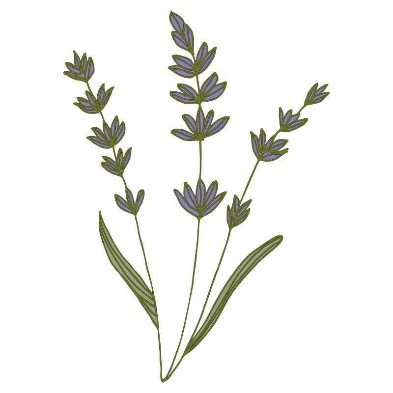 lavender