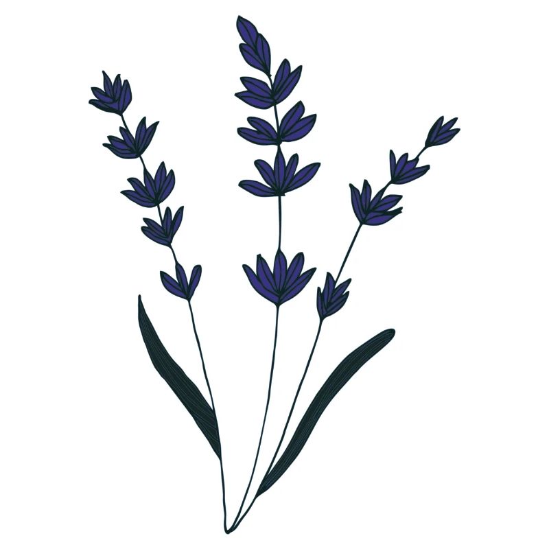 lavender