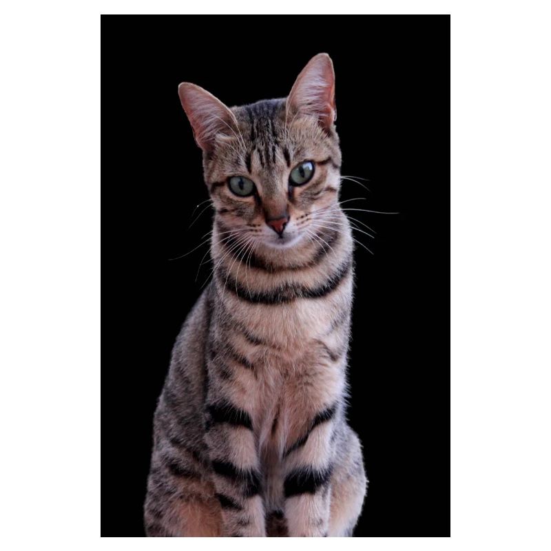 Chat chat chaton doux