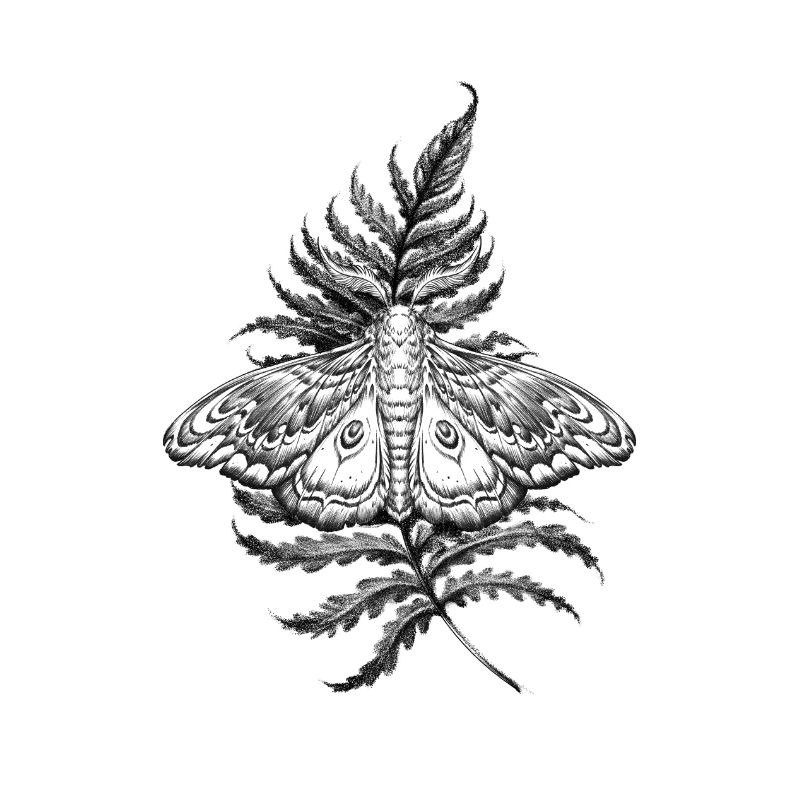 moth