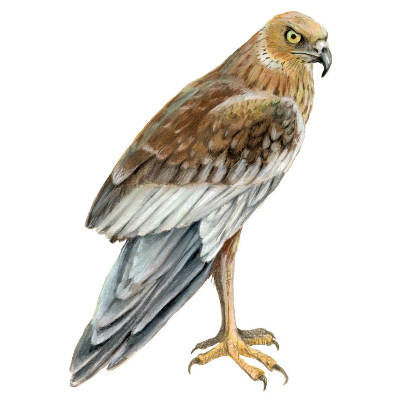 marsh harrier