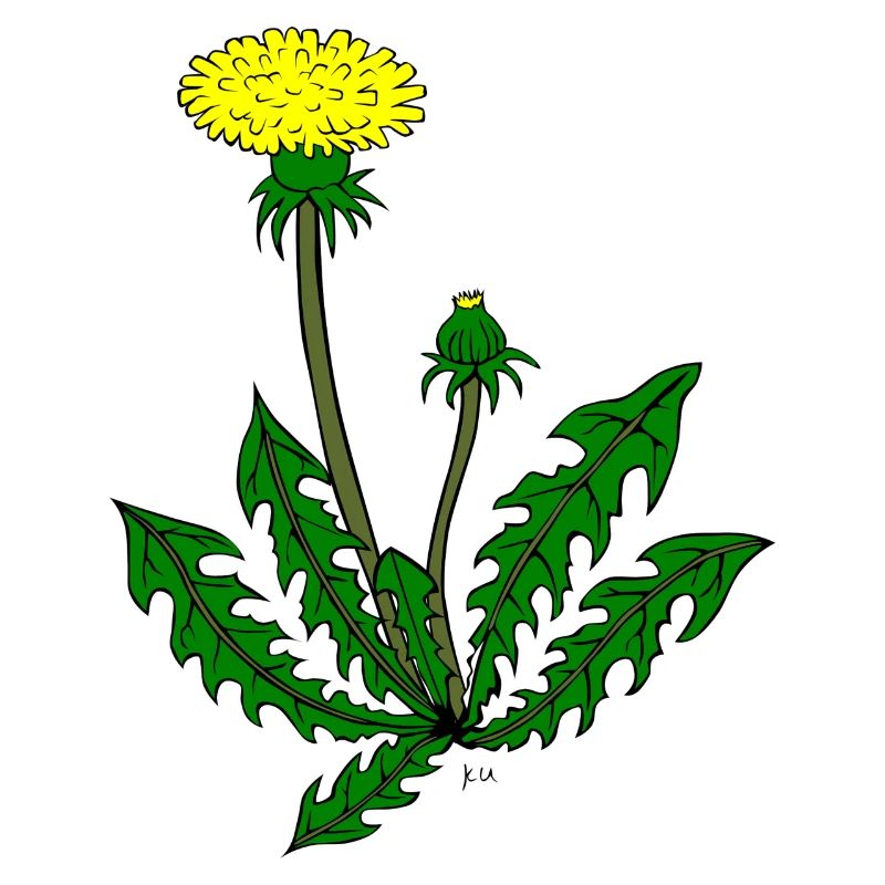Löwenzahn Pusteblume