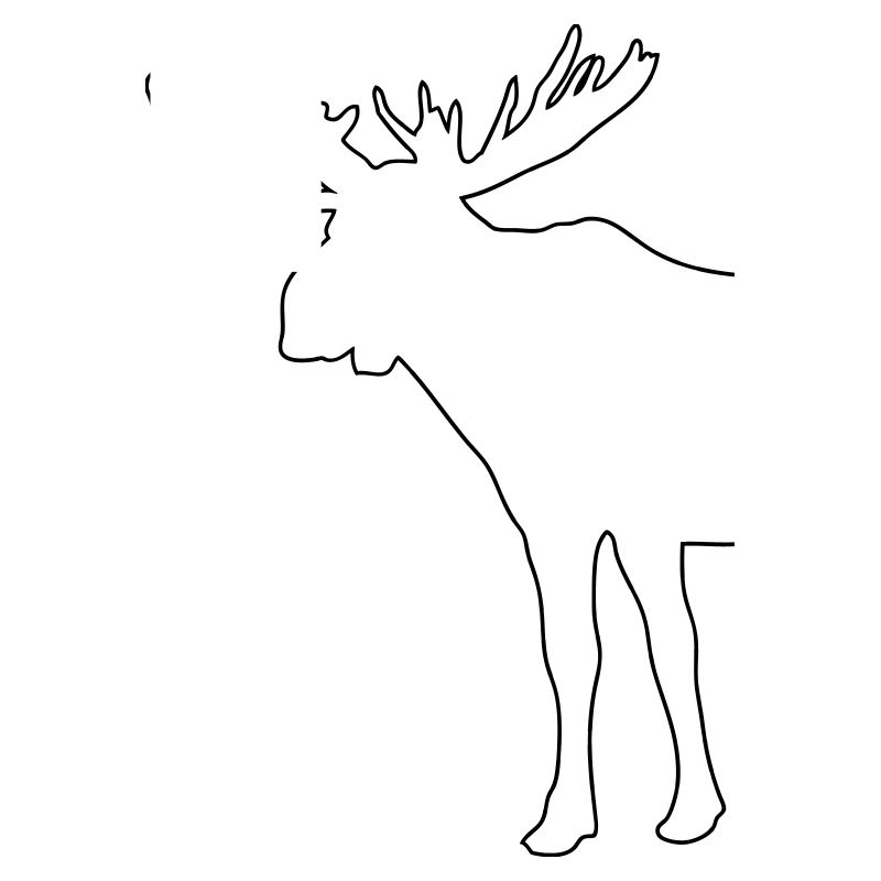 Elch - Moose