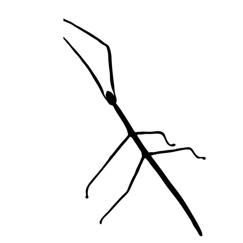 stick_ insect_s1