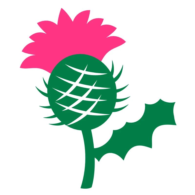 Einzel Kopf Blume der schottischen Distel