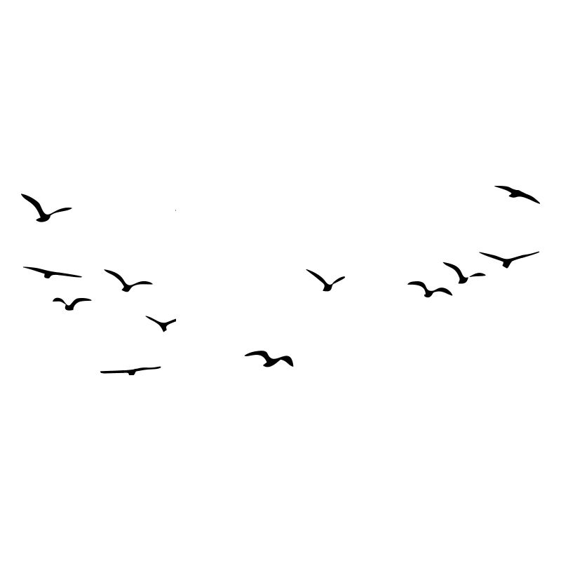 Oiseaux Oiseaux Oiseaux