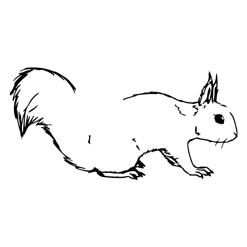 Eichörnchen