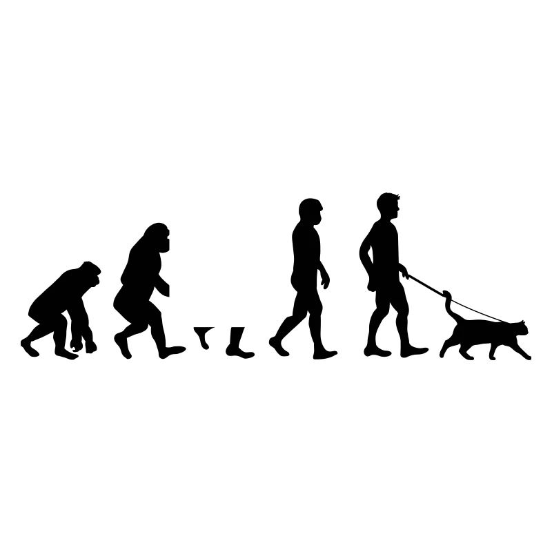 Cats evolution