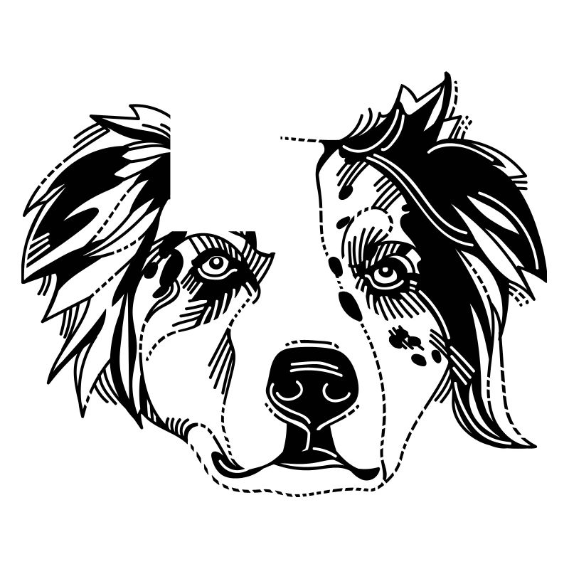 Australian Shepherd