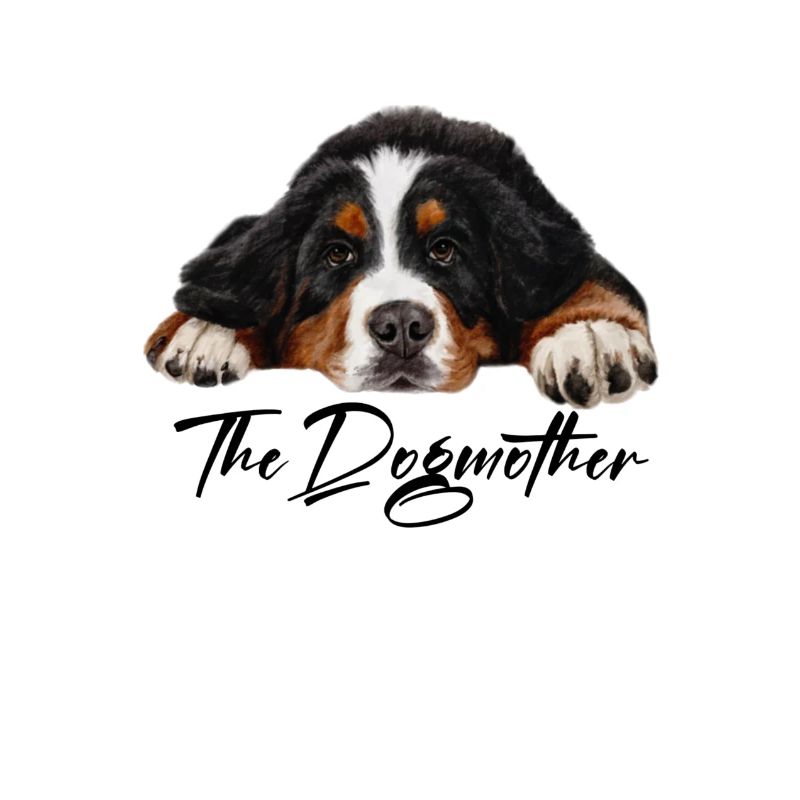 Bernese mountain dog