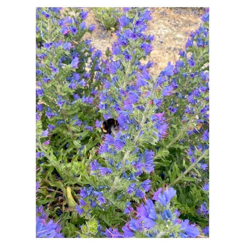 Lilac Blossoms Bee-Friendly Pattern