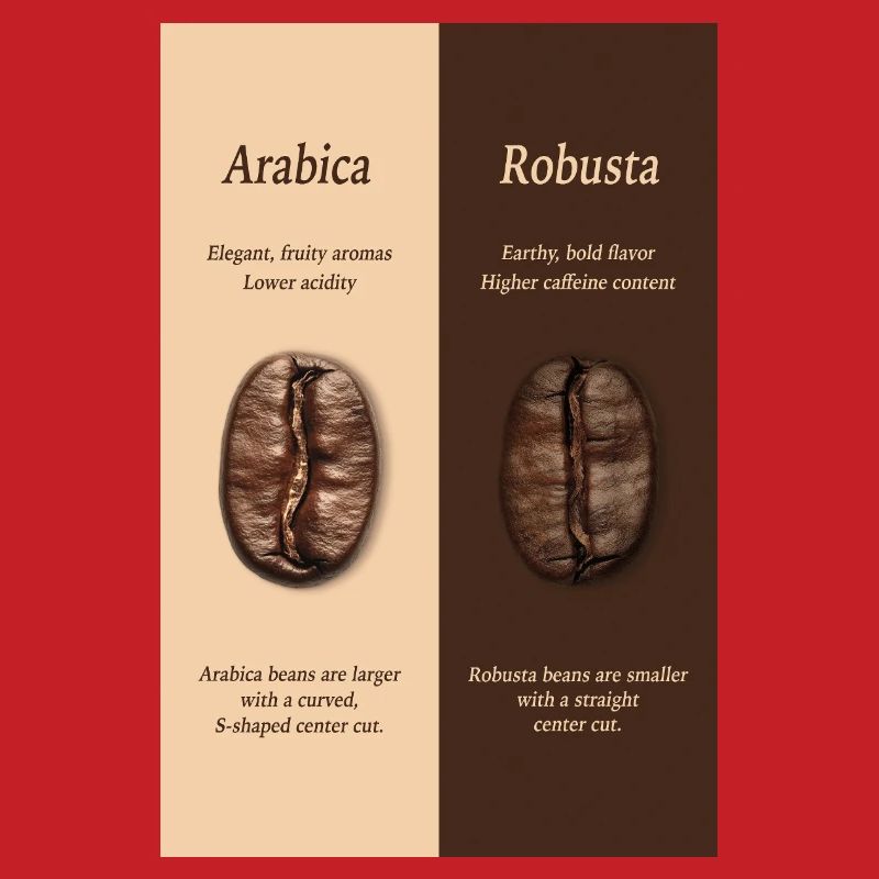 Affiche du guide du café Arabica vs Robusta