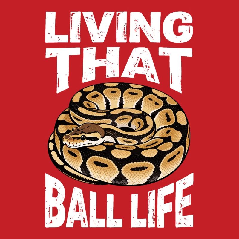 Königspython Schlangen Liebhaber Terrarium Python