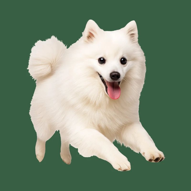 Japan Spitz