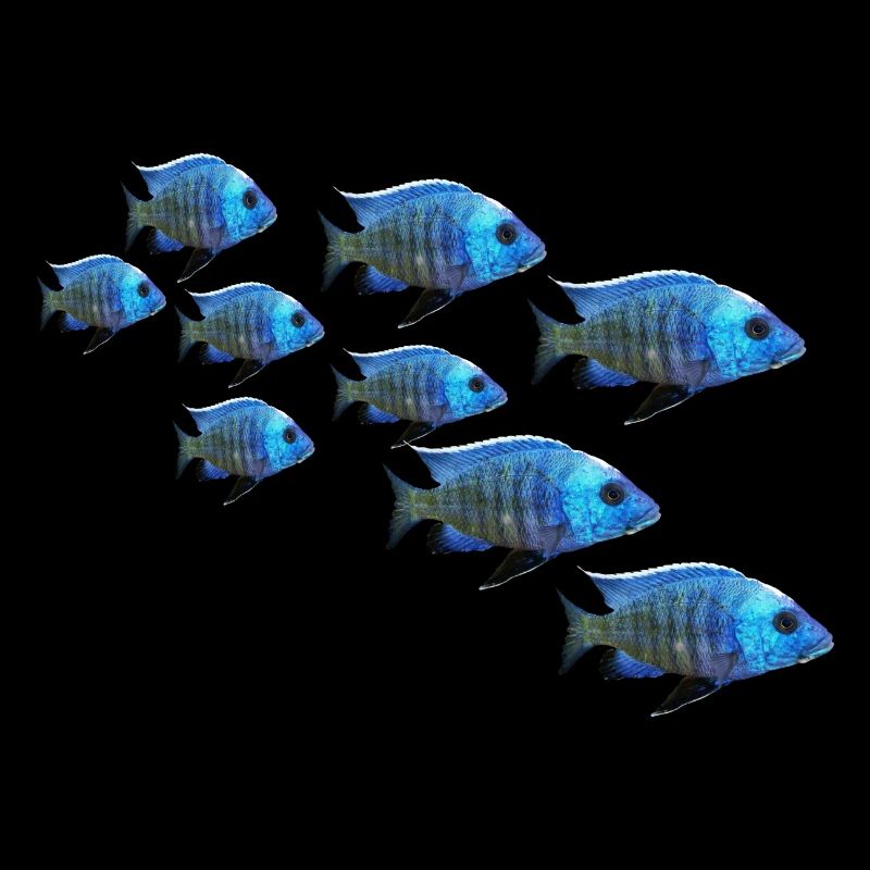 poisson perche mérou mérou perche